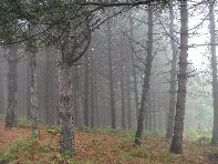 fugio Saletti-20101010 024
